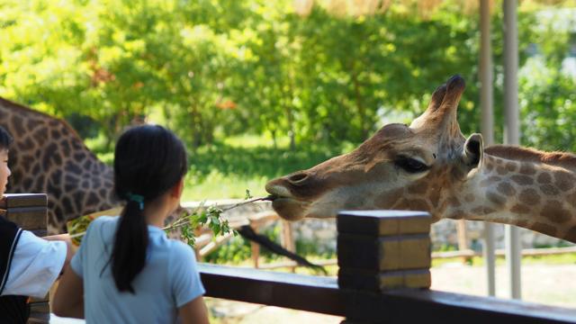 Zoo Amnéville - Billet 1 jour Adulte