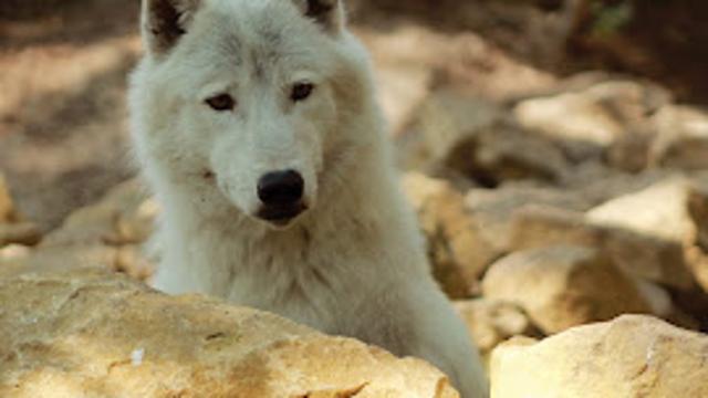 Parc Argonne Découverte - Billet 1 jour Adulte (+12 ans)